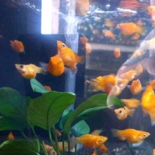 

KADO HIASAN AQUARIUM_MOLLY OREN UKURAN L