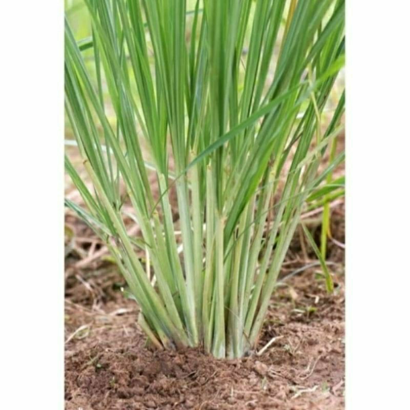 

bibit tanaman sereh bumbu dapur