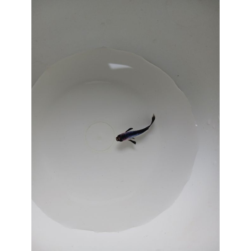 aksesoris aquarium. satu pasang ikan guppy MINI PANDA