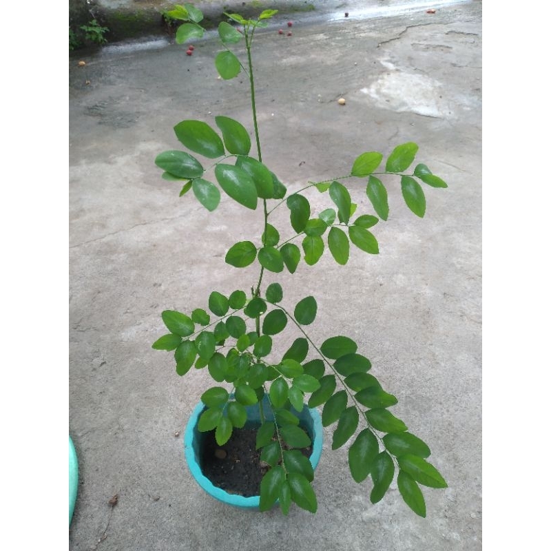 Tanaman Katuk hidup / Daun katuk / Sayur katuk / Asi booster / Daun Herbal