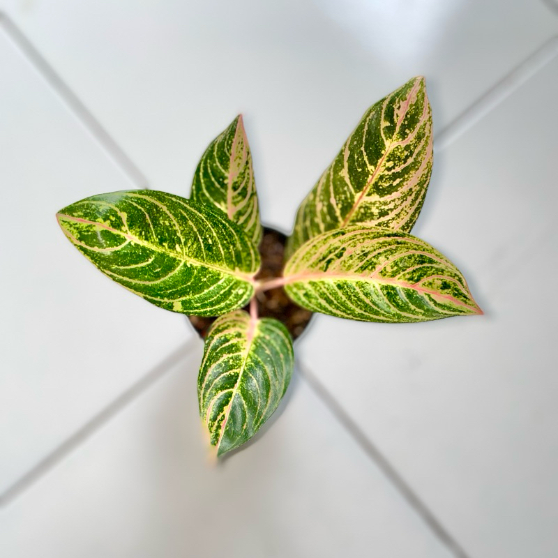 Aglaonema Madame soeroyo + Susan
