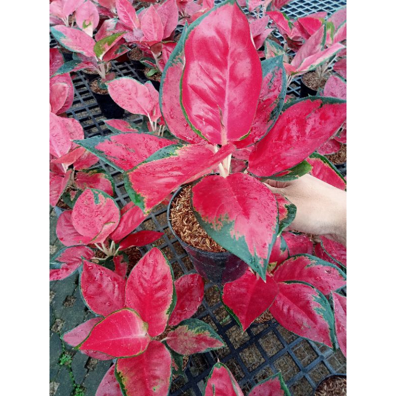 aglonema suksom size jumbo