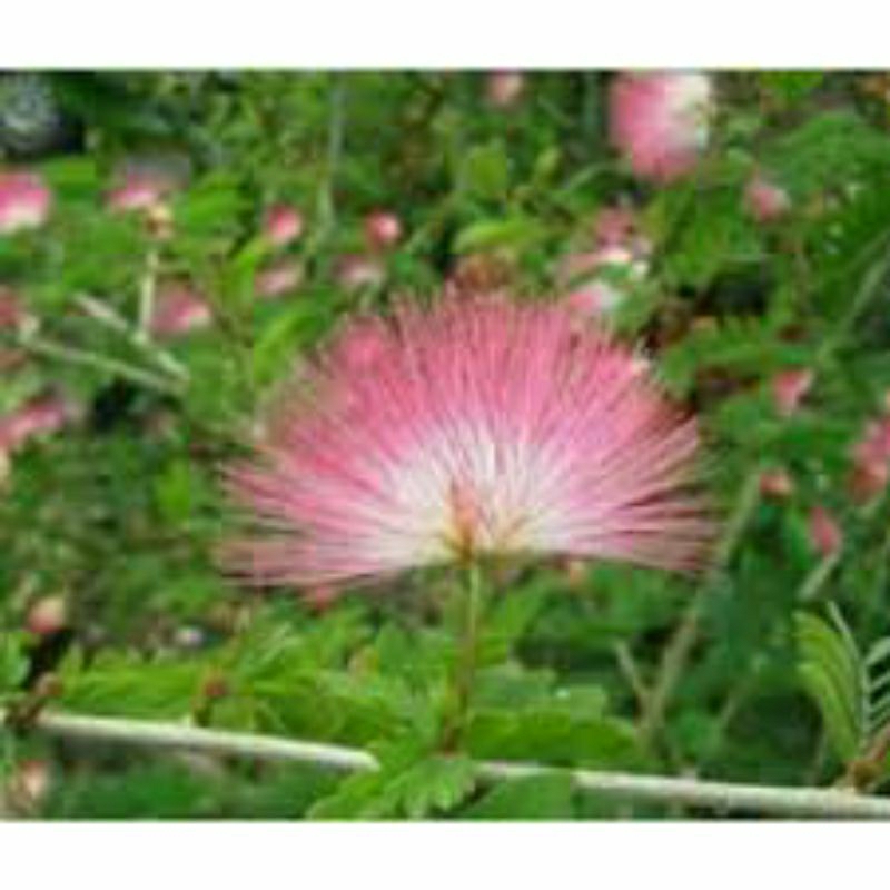 Kaliandra surinamensis