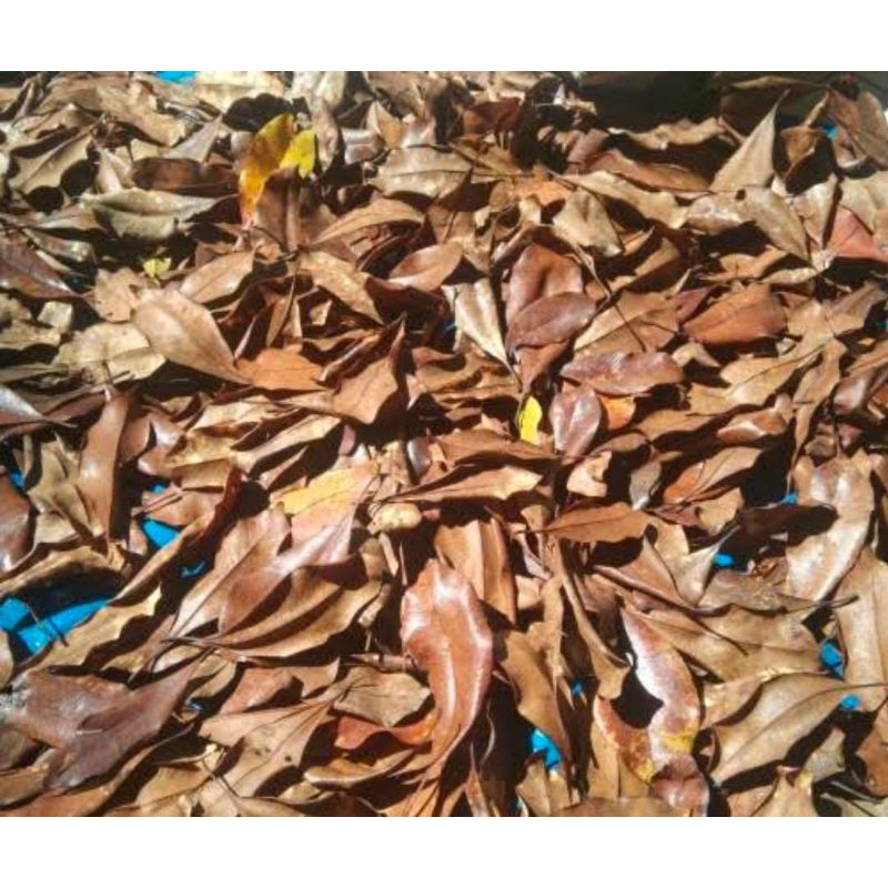 

Daun Cengkeh Kering 1 Kg Bersih Asli Obat Herbal Tradisional Murah