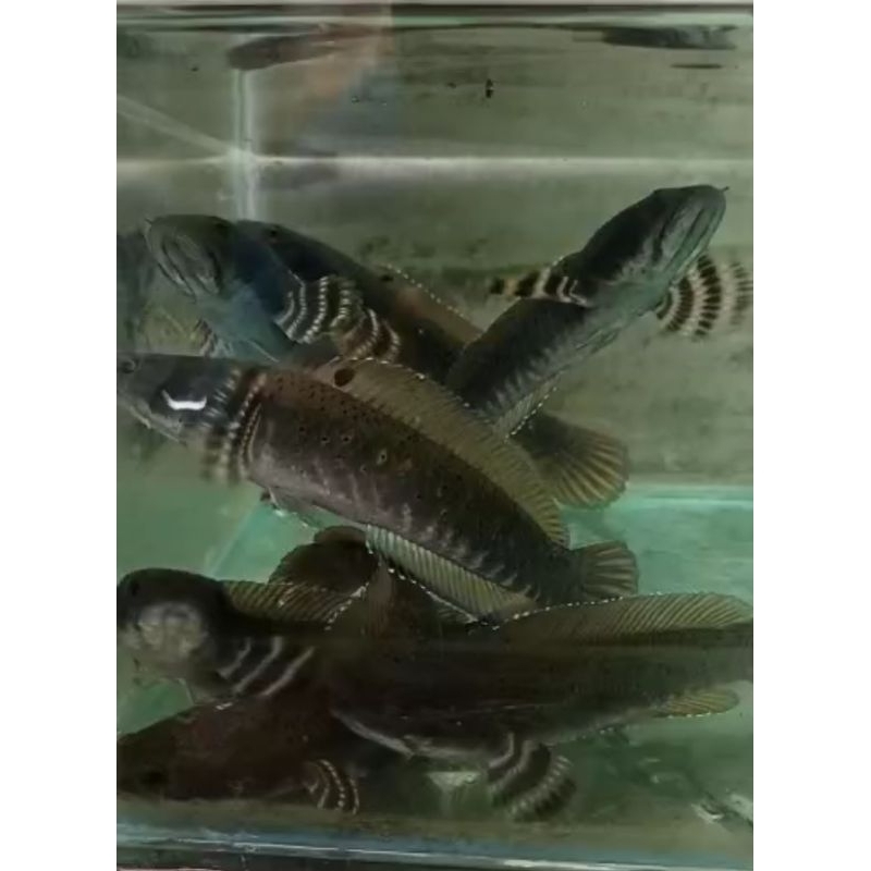 ChANA  BlUe PULCHRA  8-9cm