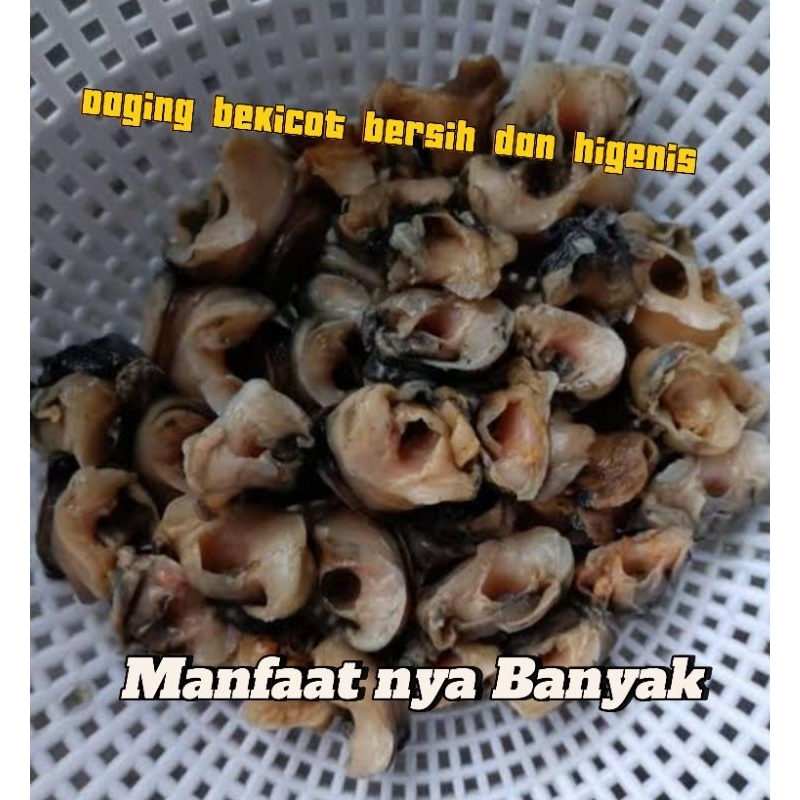

Bekicot fresh/Daging bekicot/Obat Diabetes,Obat segala penyakit