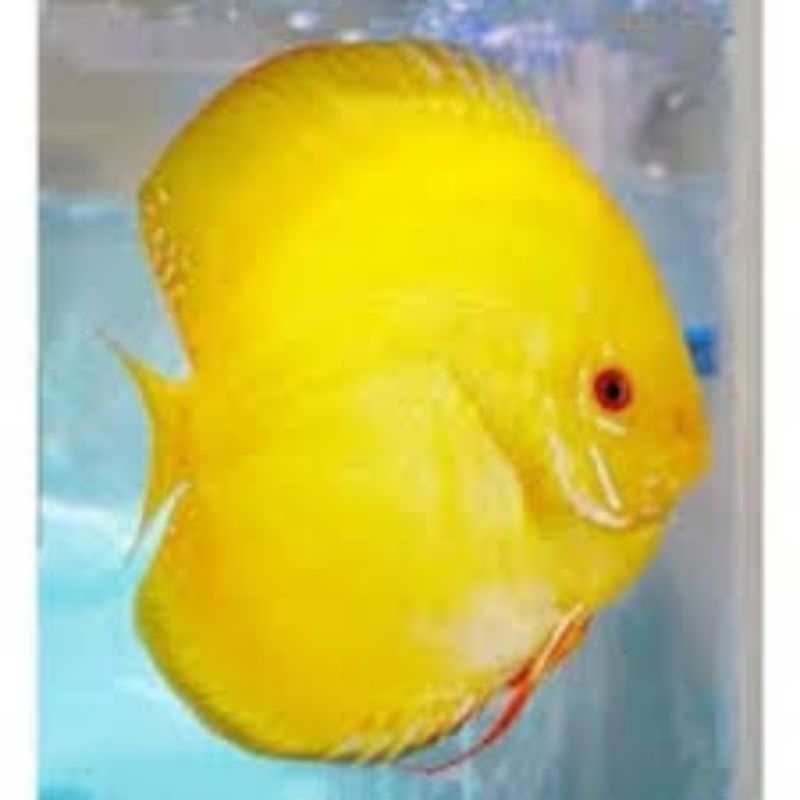 

Soliter Aquarium Discus Yellow