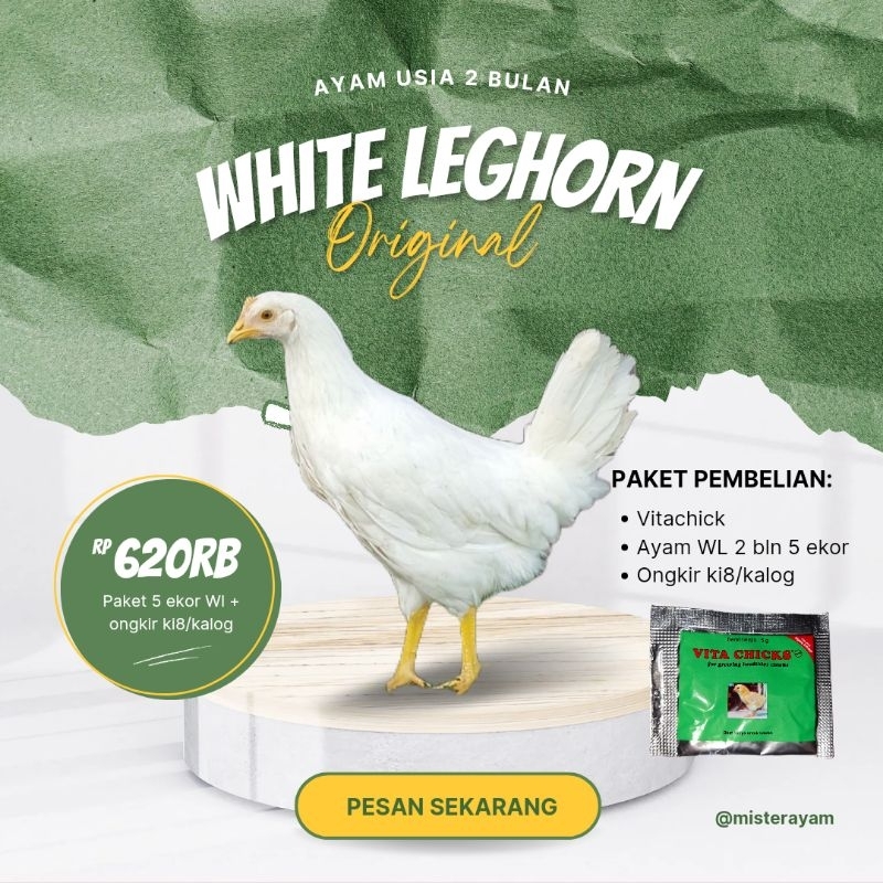 WHITE LEGHORN 2 bln isi 5