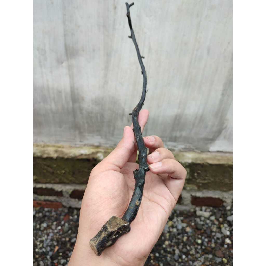 HD - Bahan Akar Bahar Hitam Asli Berkualitas Lentur Kantoran