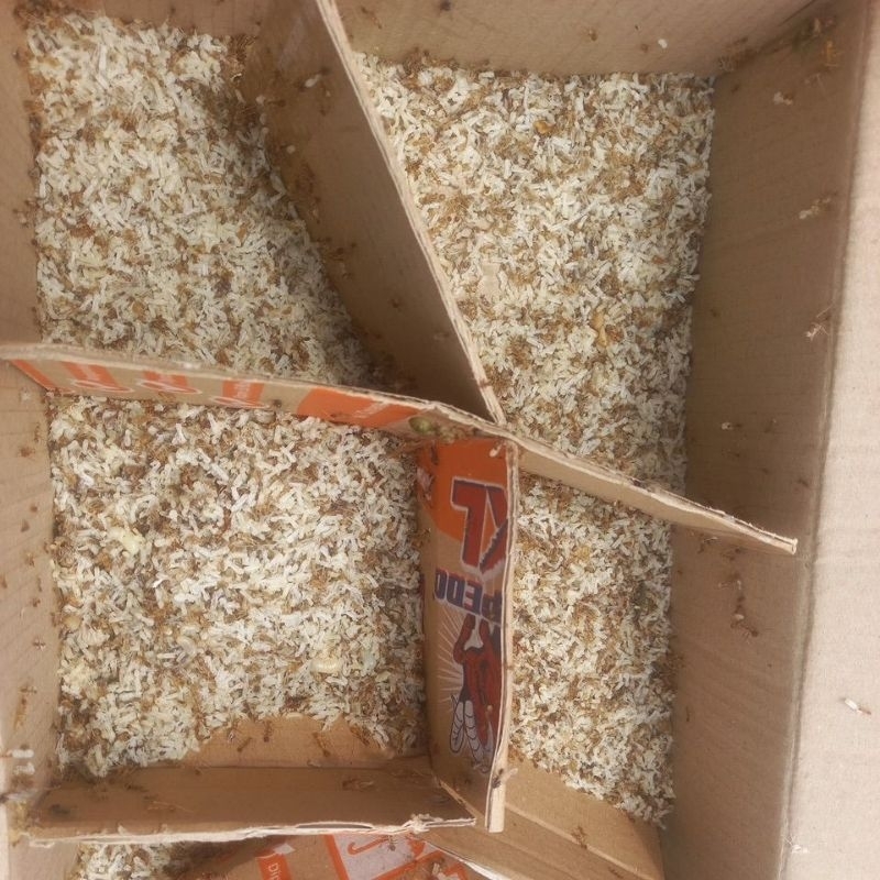 kroto Jawa/ telor semut rangrang