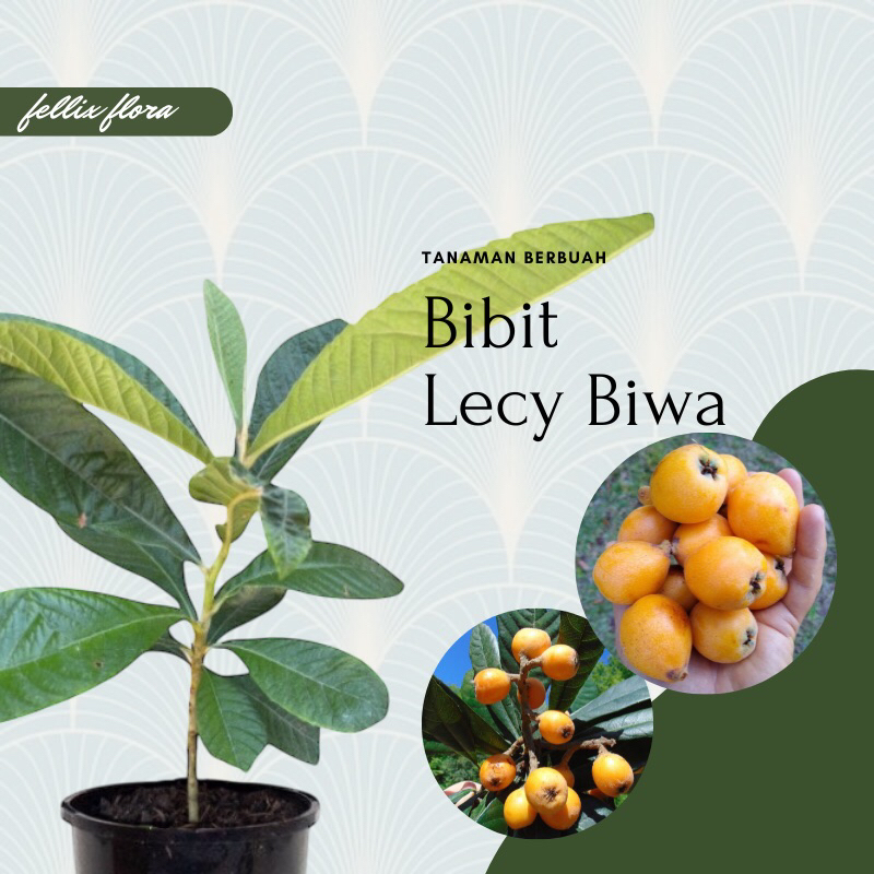 Bibit Tanaman Buah Leci Biwa / Leci Kuning Super