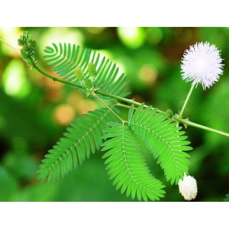 

DAUN FUTRI MALU FRESH SEGAR HERBAL 500GRM