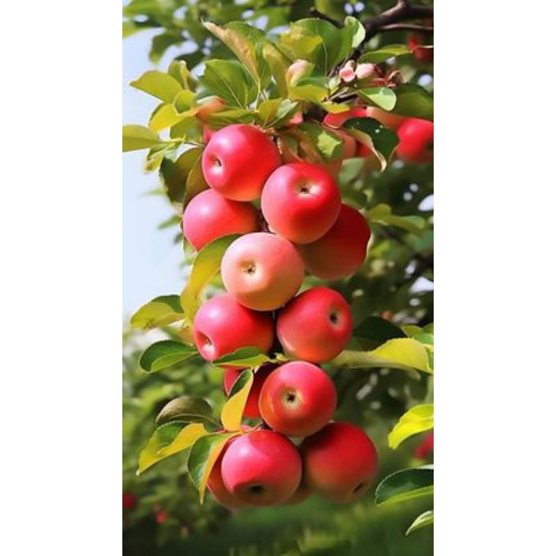 

bibit Buah apel Ana Okulasi