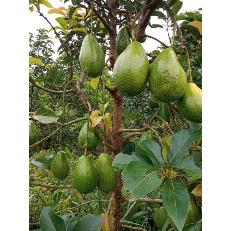 

Bibit Buah Alpukat Miki Okulasi