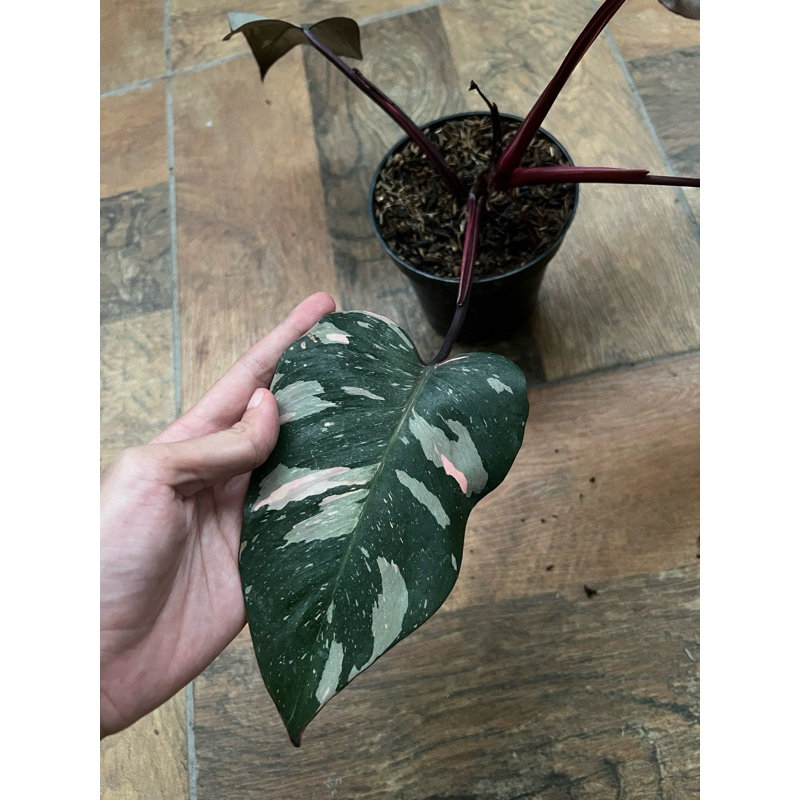 Tanaman Hias Philodendron Pink Princess (BC)- PPP Black Cherry - PPP Galaxy