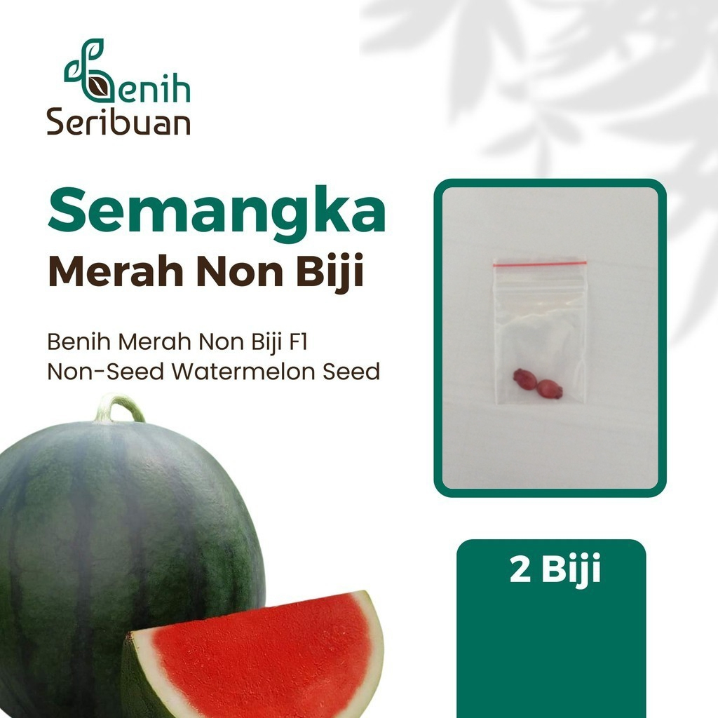 2 Bibit Buah Semangka Non Biji Merah F1 Hibrida