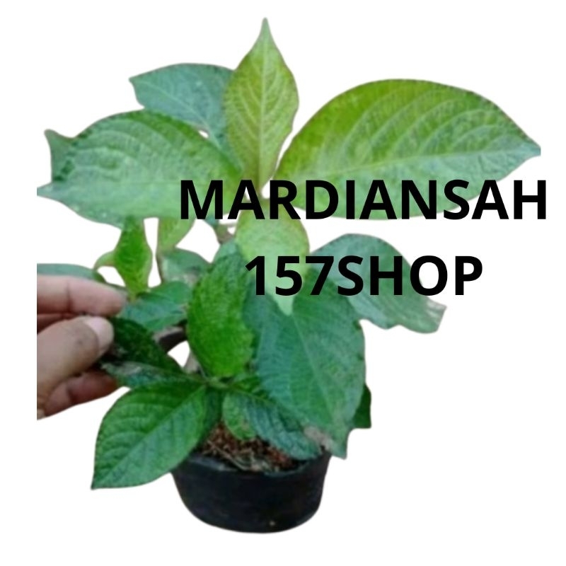 Bibit Tanaman Keji Beling Pohon Keji Beling Bibit Keji Beling Pohon Pecah Beling Daun Pecah Beling