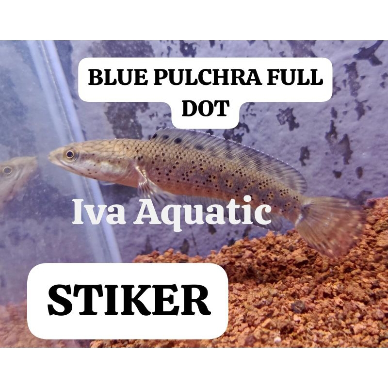

Stiker CHANNA PULCHRA FULL DOT Gondrong