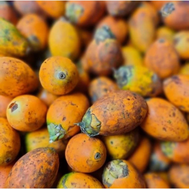 

Buah Pinang Tua / Buah Jambe Tua 1 kg Segar Termurah