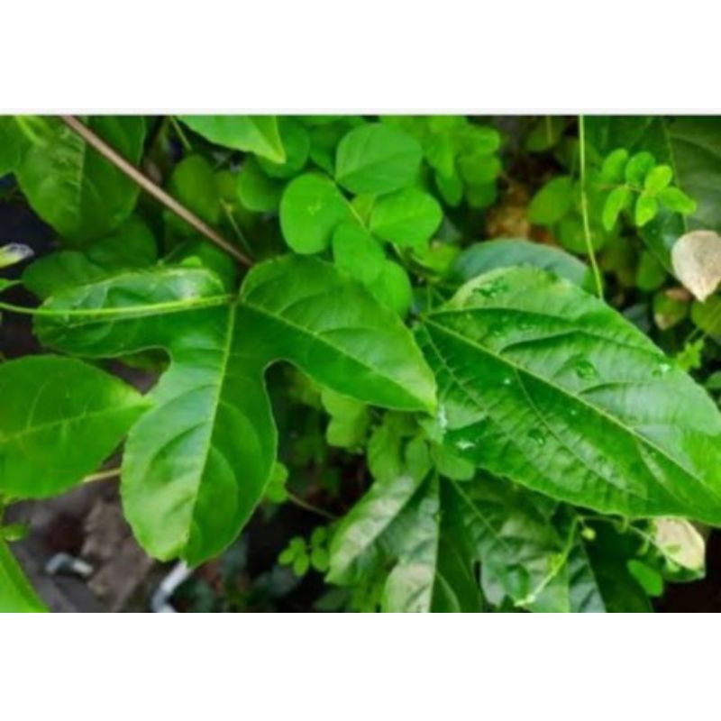 

daun markisa segar
