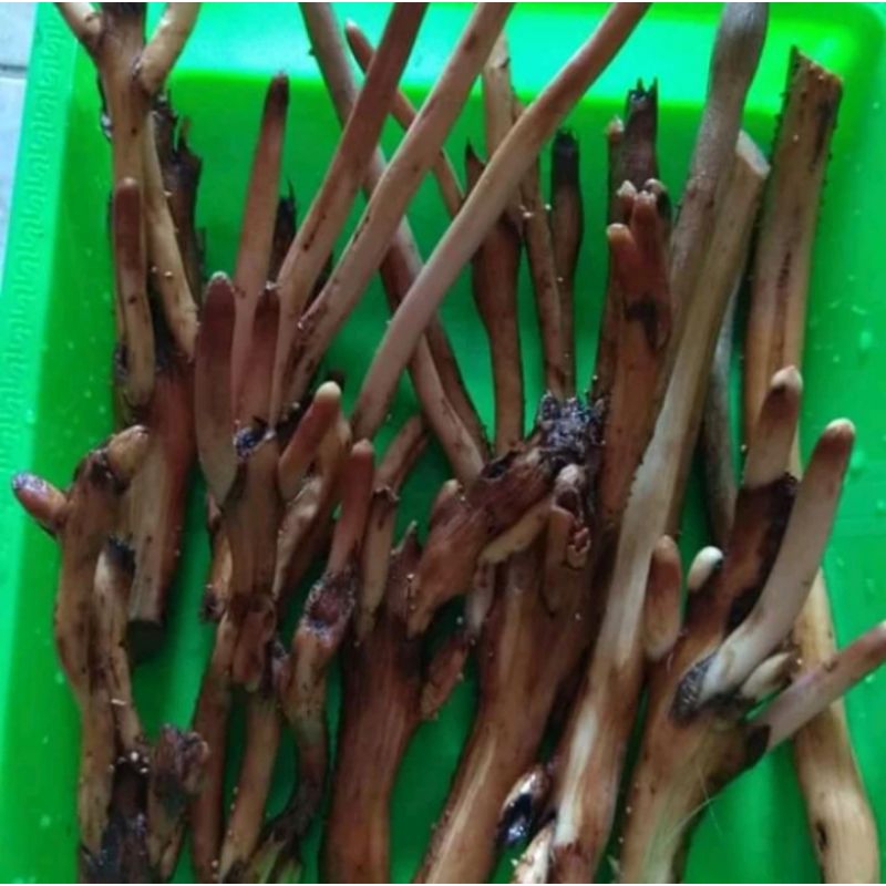 

Akar Pinang Herbal Bersih Segar 500gr