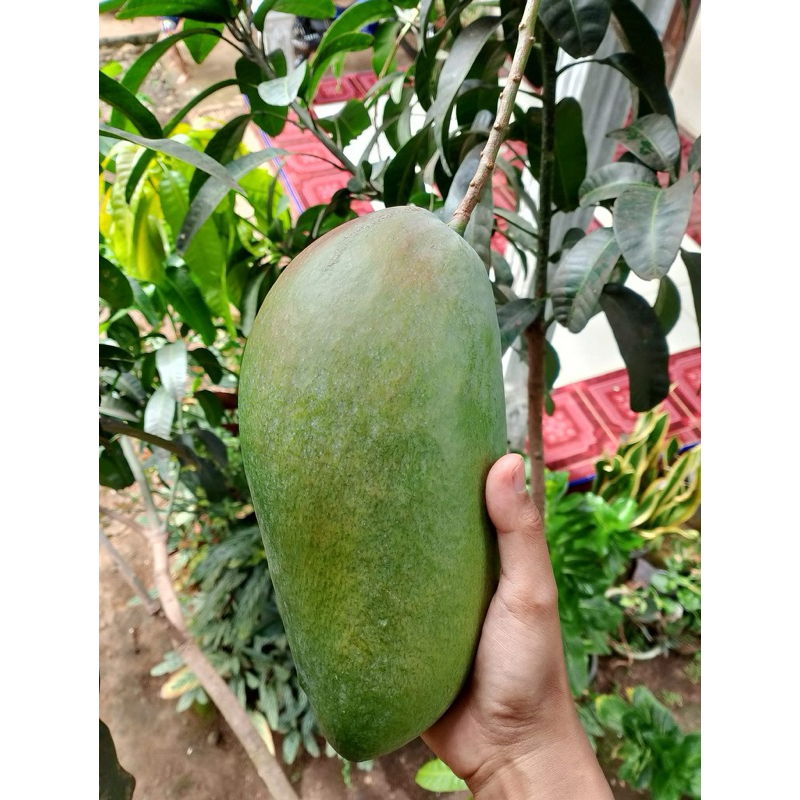 

mangga kiyojay kiojay mangga besar