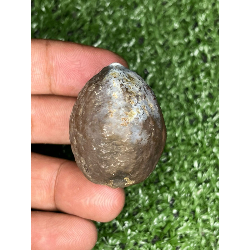 MUNCANG ADU JAYANTI SEMAR