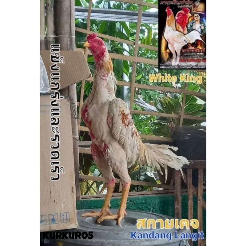 

COD TELUR FERTIL PLUCKER SUPER UNTUK DI TETASKAN