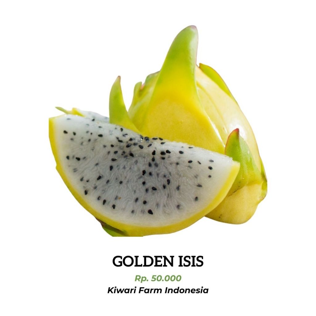 [PAKET MURAH] BIBIT BUAH NAGA GOLDEN ISIS STEK - KIWARI FARM