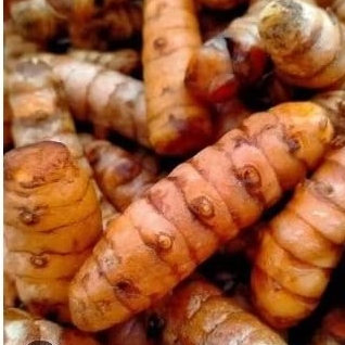 

kunyit / kunir segar 1 kg