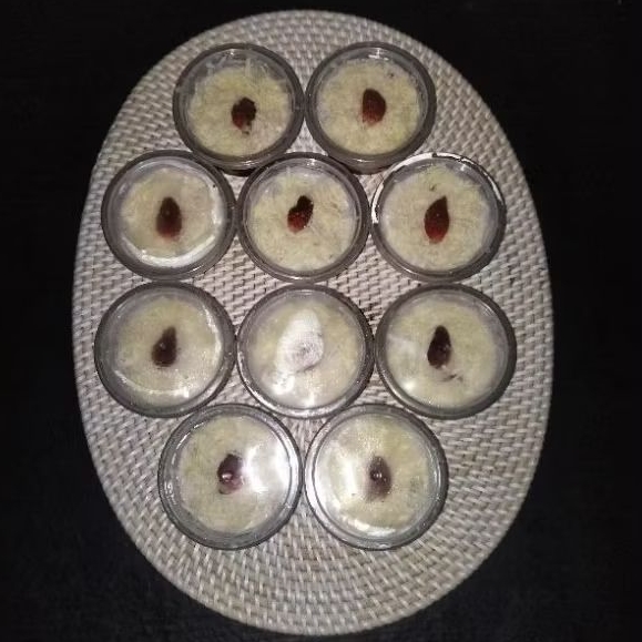 salad buah cup mini 100 ml (9 cup)