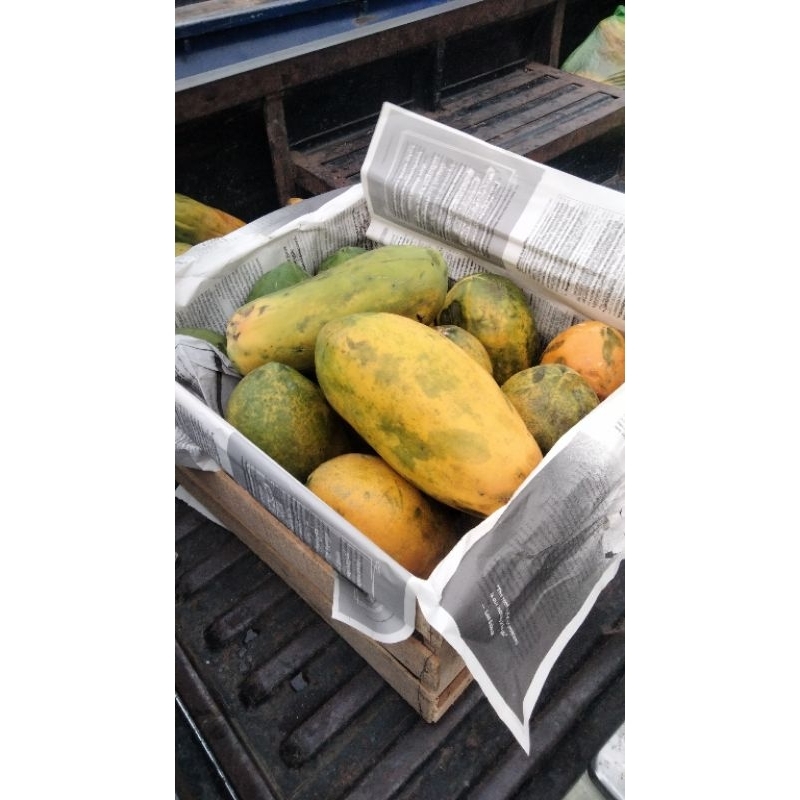 

pepaya kalifornia berat kurang lebih 1,5 kg langsung di petik dari kebun