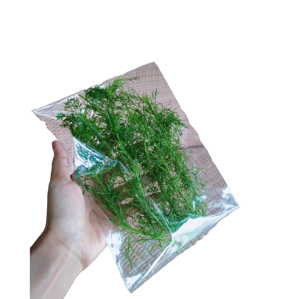

Daun Adas Segar 20 gr, Herbal Kesehatan Fresh
