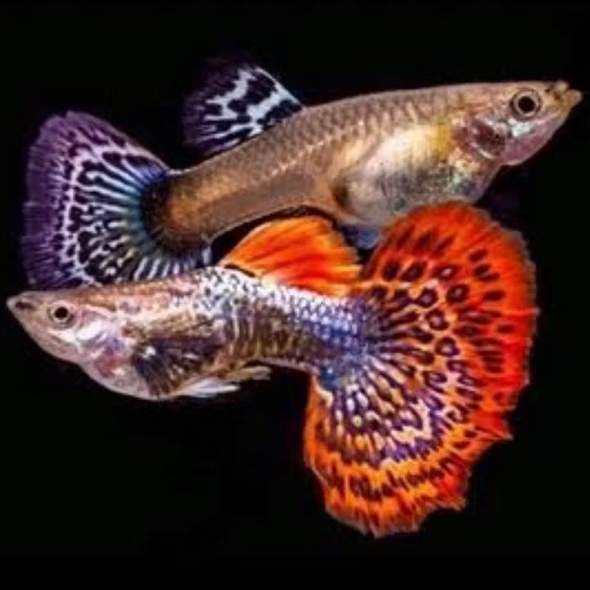 

Stiker guppy red dragon sepasang siap breed