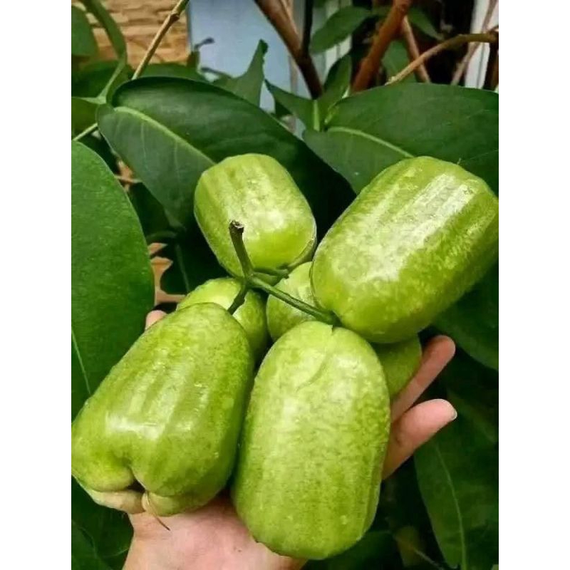 

Bibit Buah Jambu Air Kiyojok Okulasi