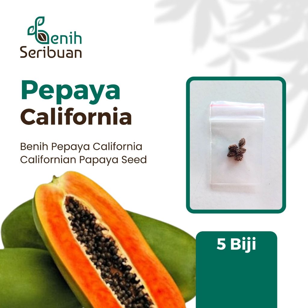 5 Benih Bibit Pepaya California F1 IPB Asli Calina Hibrida Super Pohon Pendek Cepat Berbuah Unggul