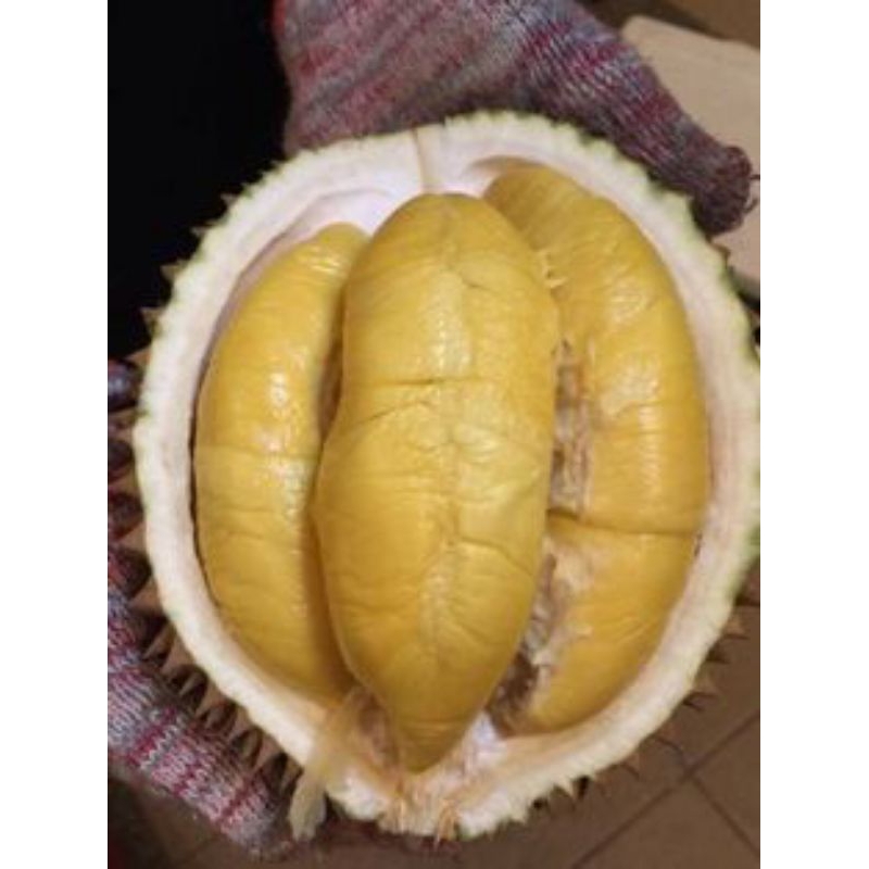 

Bibit Buah Durian Supertembaga Okulasi