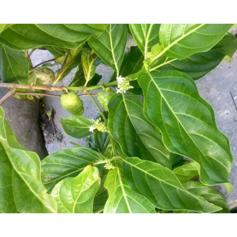 

daun mengkudu segar termurah 100gr