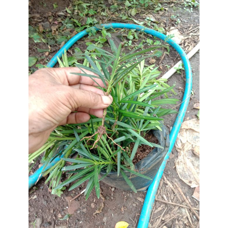 bibit lohansung lidah burung