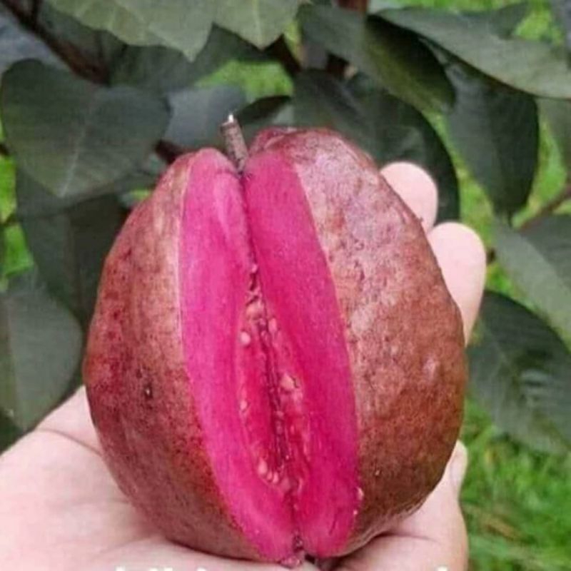 

bibit jambu Cristal Australia super genjah cepat brbuah