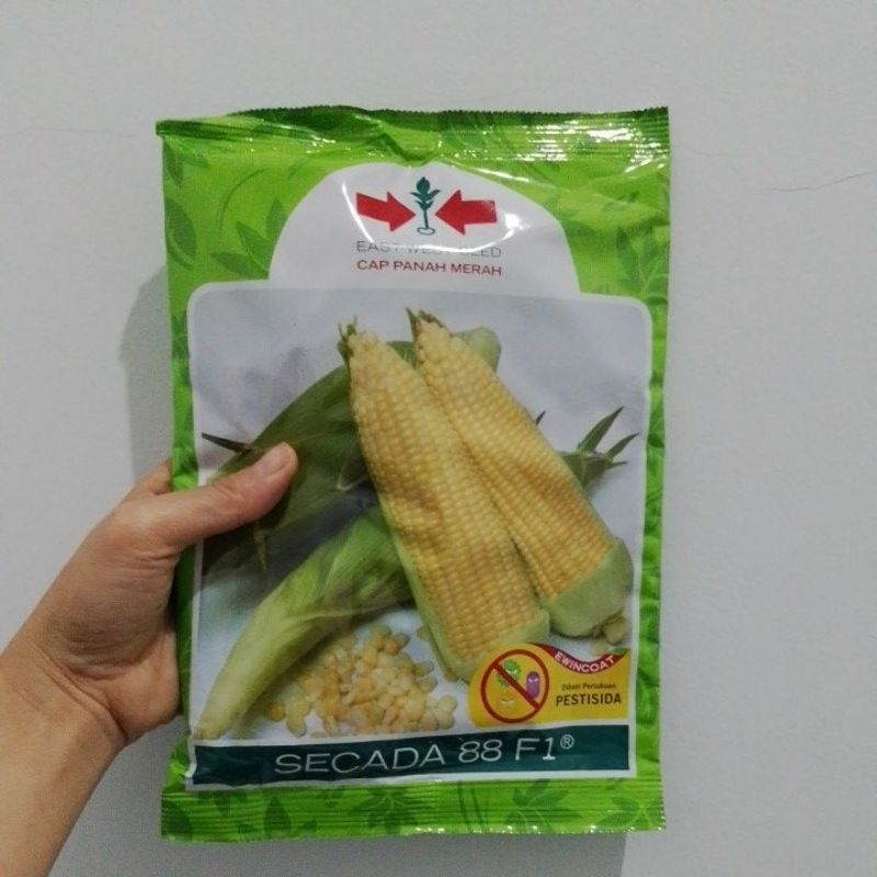 Benih Jagung manis secada F1 1800 butir dari panah merah secada 200 gr-secada 88 F1