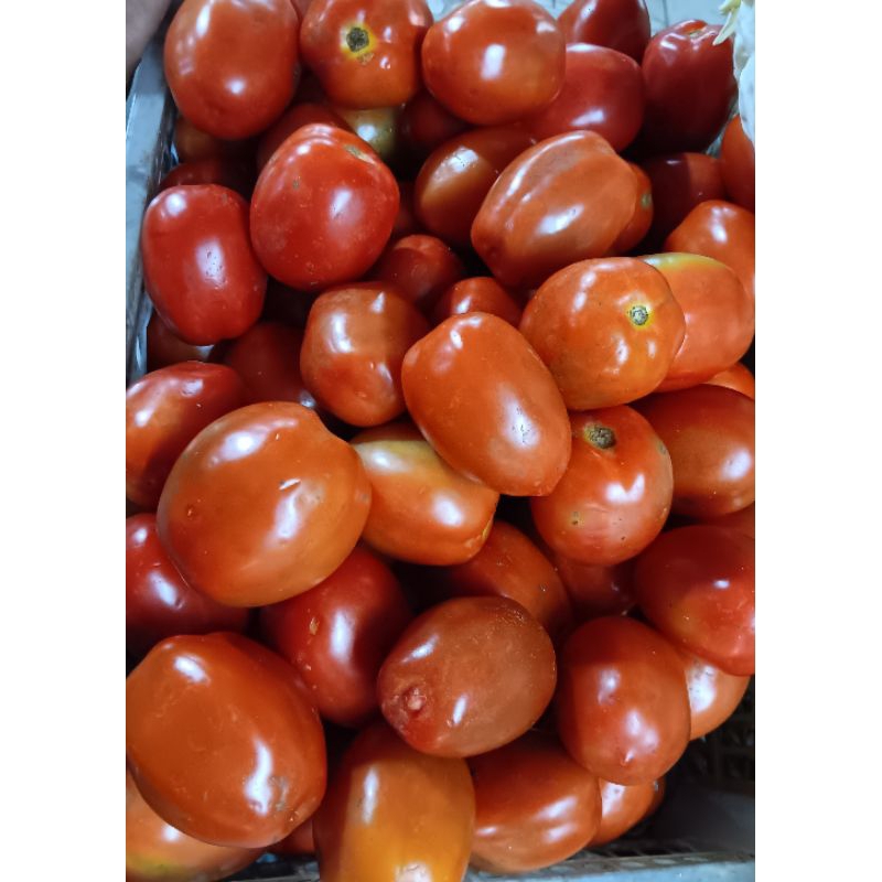 

tomat merah besar 250gr