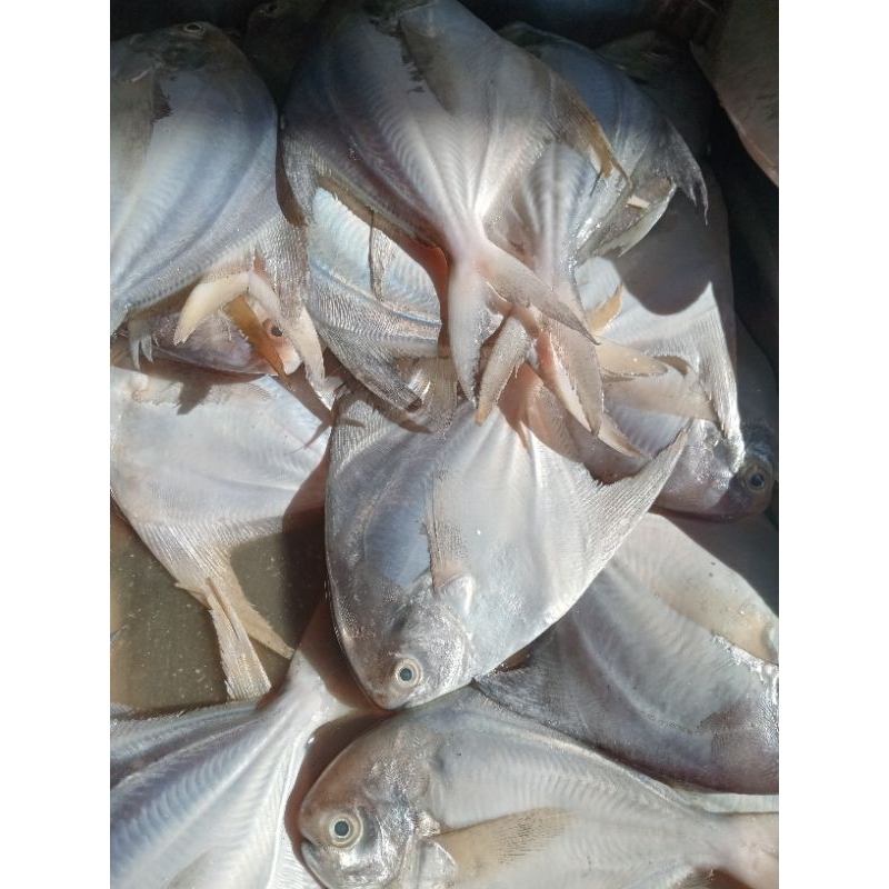 

Ikan bawal putih 500g