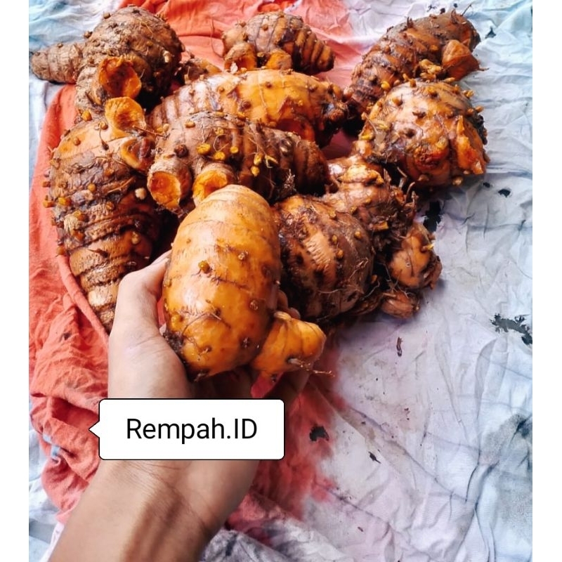 

Temulawak Biang Besar Temulawak Biangnya Saja 1 KG