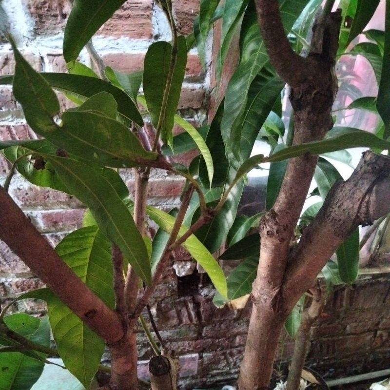 pohon bibit mangga kombinasi 4 jenis batang jumbo kiojay,,chokanan,manalagi,okiyong