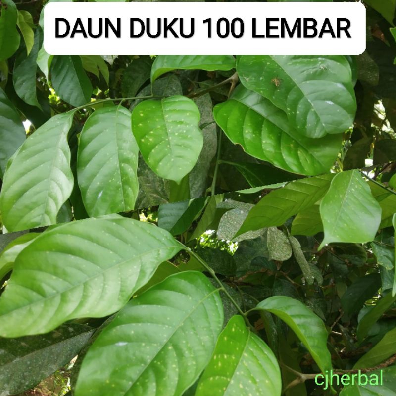 

DAUN DUKU SEGAR DAUN DUKUH HERBAL ORGANIK PER 100 LEMBAR DIPETIK LAMGSUNG SAAT ORDERAN MASUK