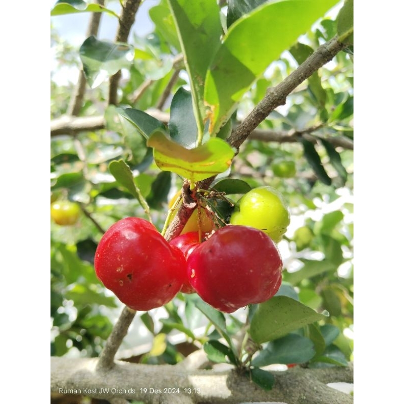 

Cherry Barbados