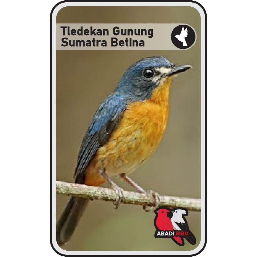 Tledekan Betina Sumatra / Bakau Palmerah