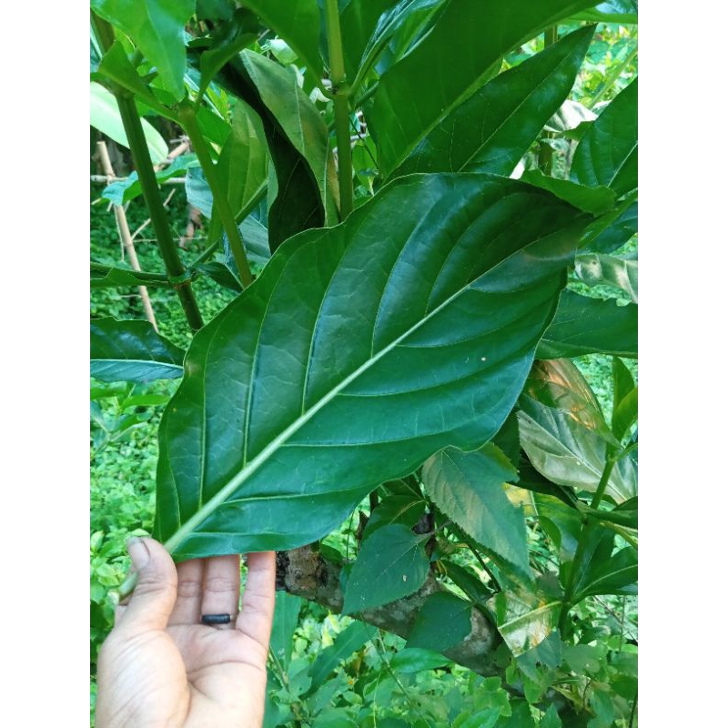 

DAUN MENGKUDU / PACE SEGAR FRESS 250g