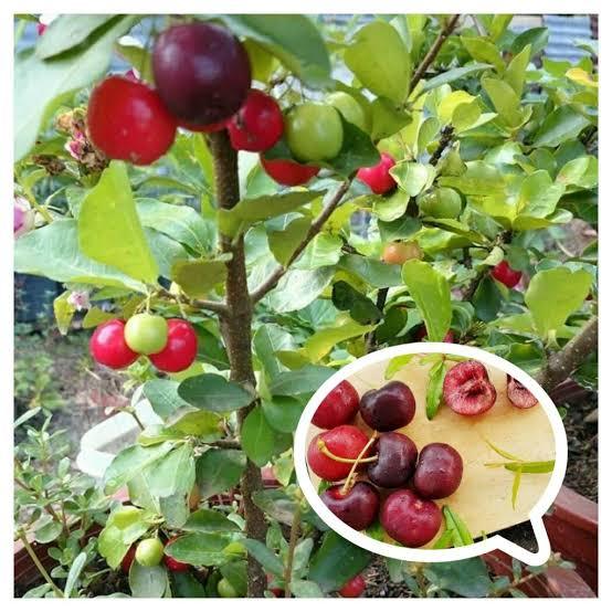 BIBIT BUAH CERI JEPANG SIAP BERBUAH